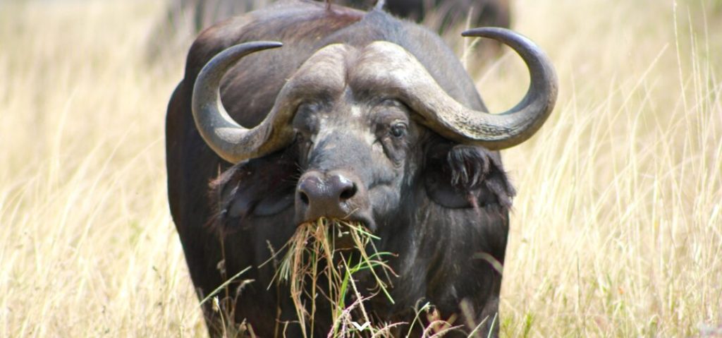 Buffle de Tanzanie