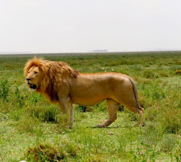 Cratere Du Ngorongoro