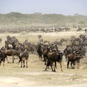 Le Parc National du Serengeti, 1ère attraction de Tanzanie