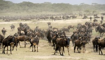 Safari Privatif Shikamoo