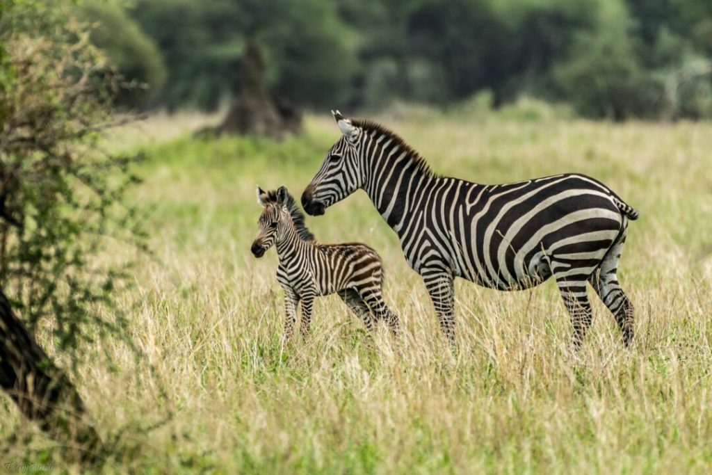 Parc national de Tarangire
