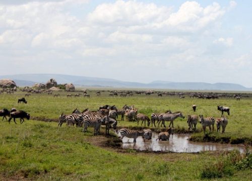 Serengeti