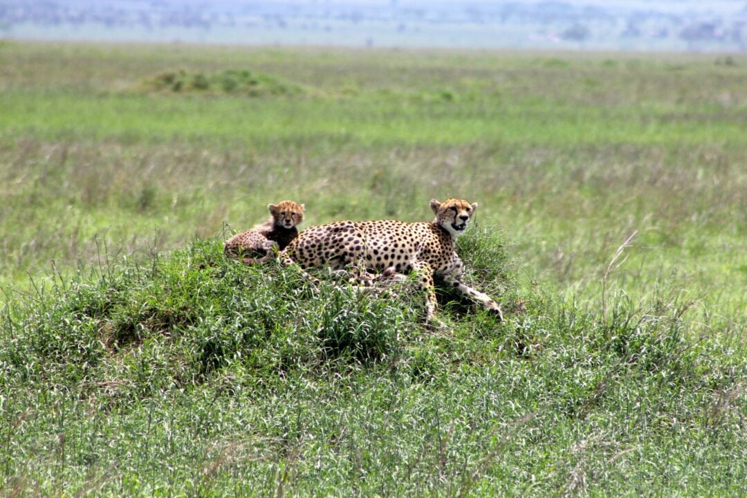 Safari Au Serengeti