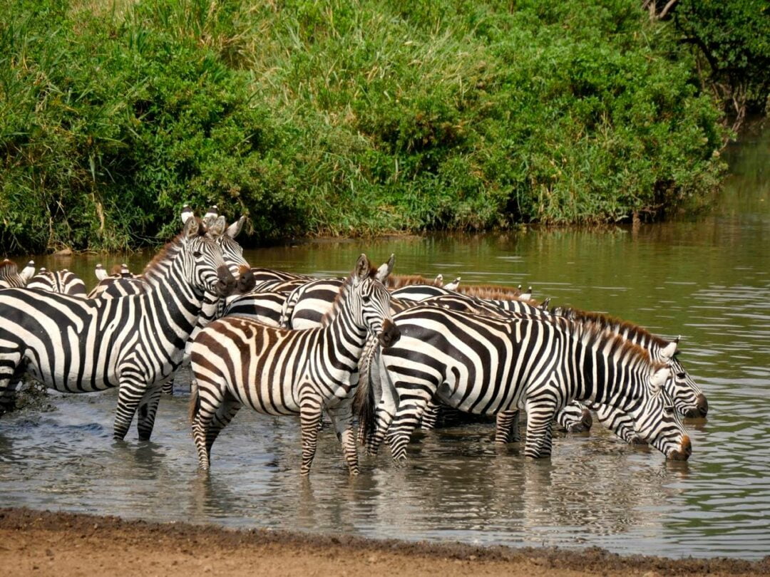 Safari Groupe Tanzanie