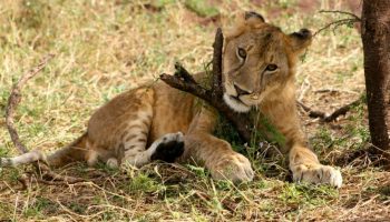 Safari groupé Hakuna Matata