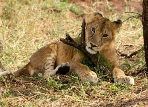 Safari groupé Hakuna Matata
