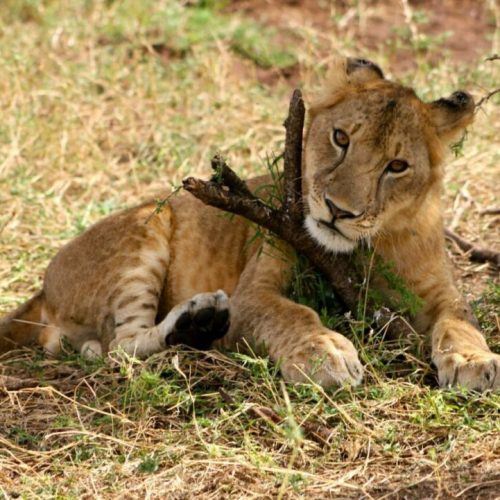 Safari groupé Hakuna Matata