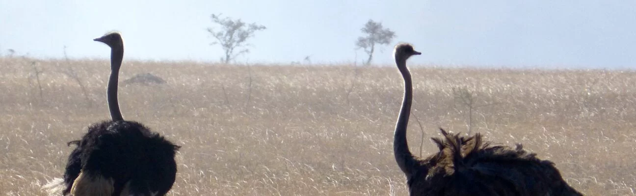 Safari Tanzanie Autruche
