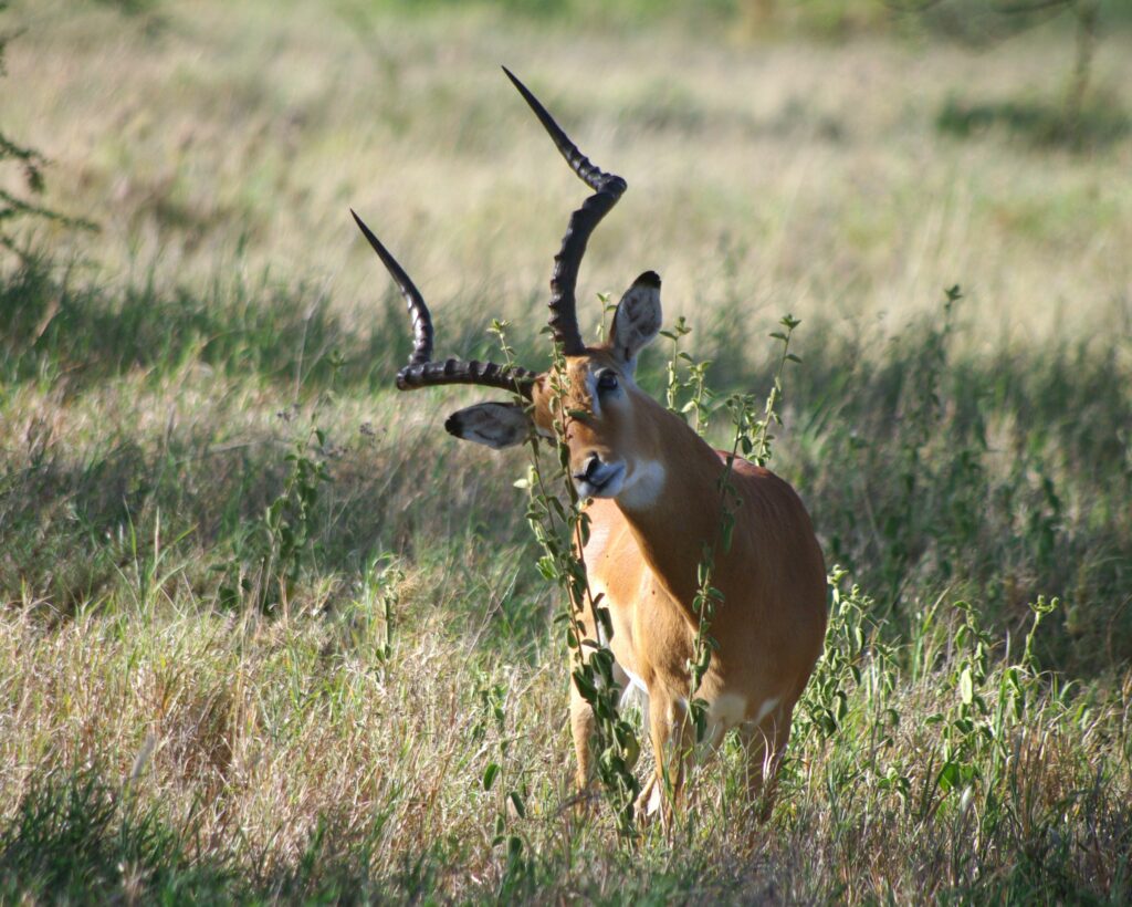 Voyage En Tanzanie Safari