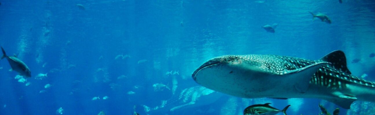 Nager avec des requins-baleines !