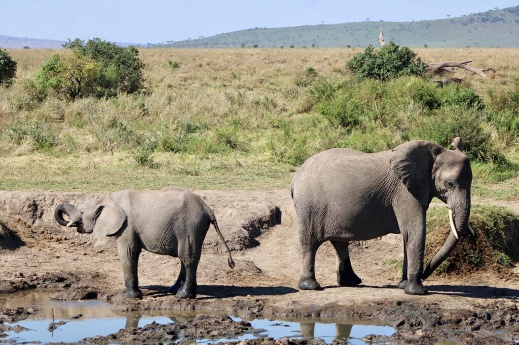 Faire Safari Tanzanie