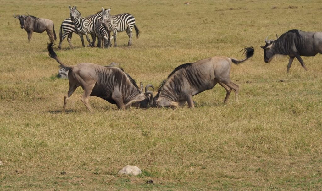 Migration Tanzanie