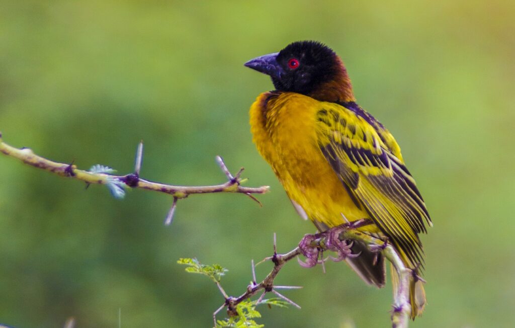 Oiseau Safari Tanzanie