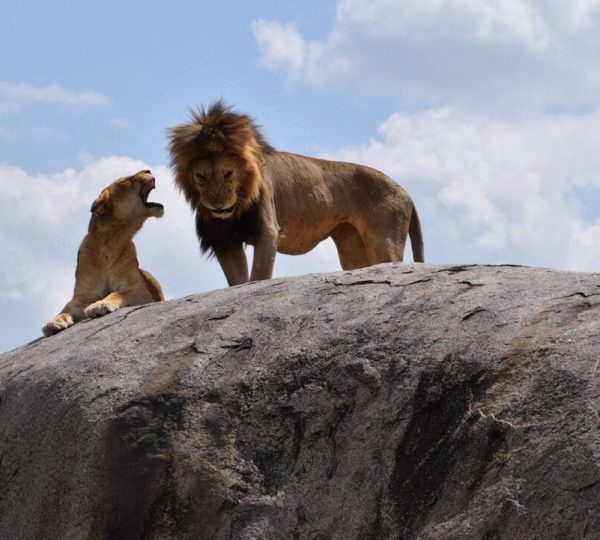 Parc Manyara