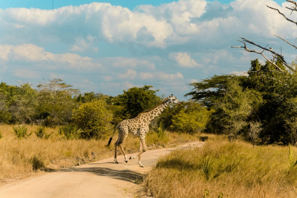 Parc National De Saadani