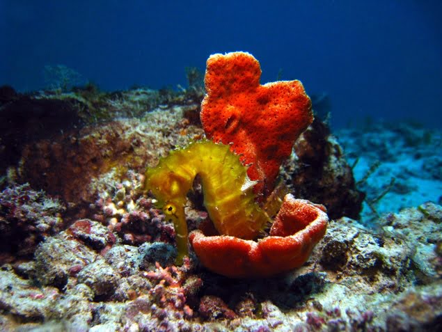 Plongee Zanzibar