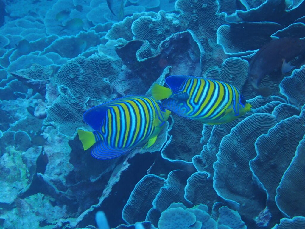 plonger à Zanzibar