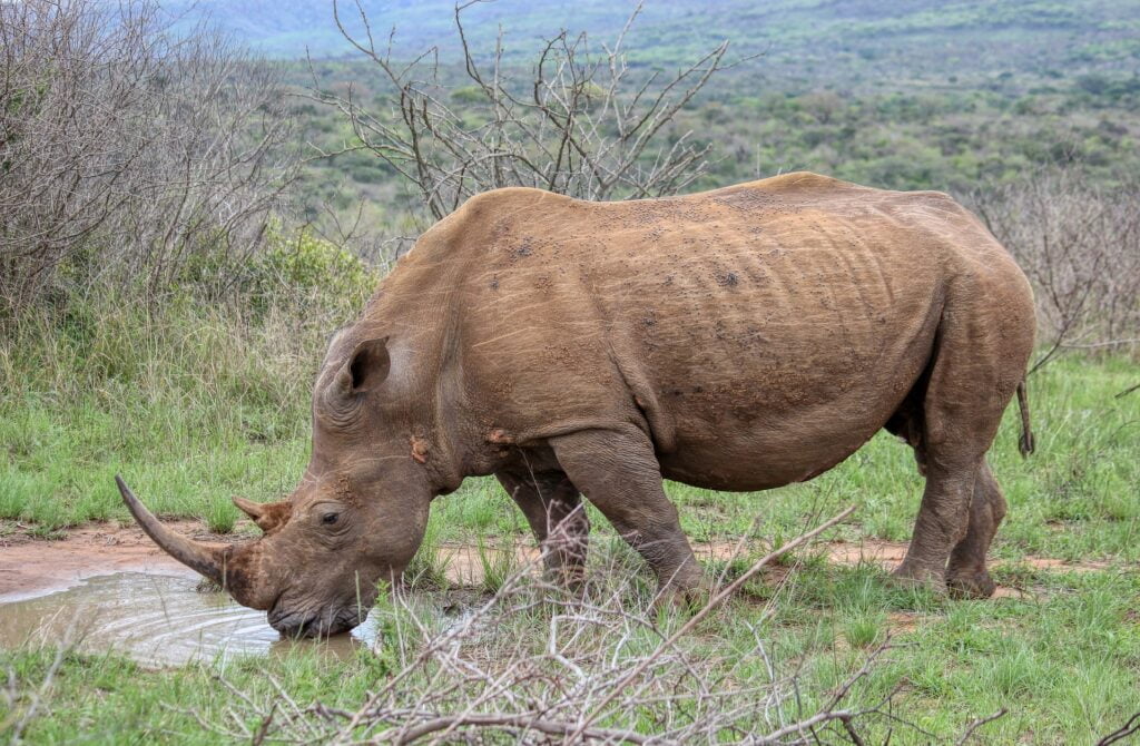 Rhinoceros Tanzanie