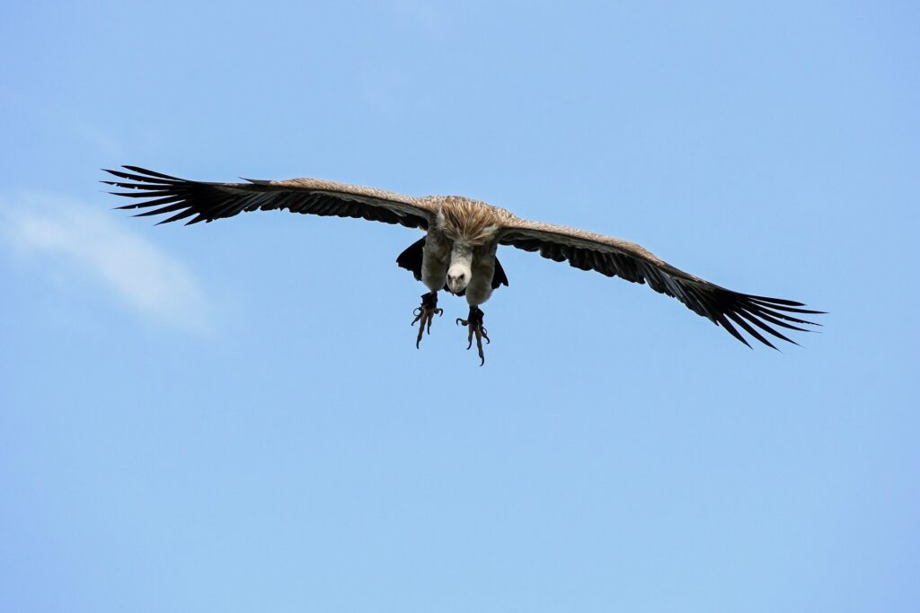 safari-en-tanzanie-katavi