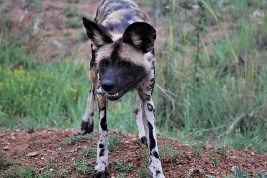 safari-ruaha-tanzanie