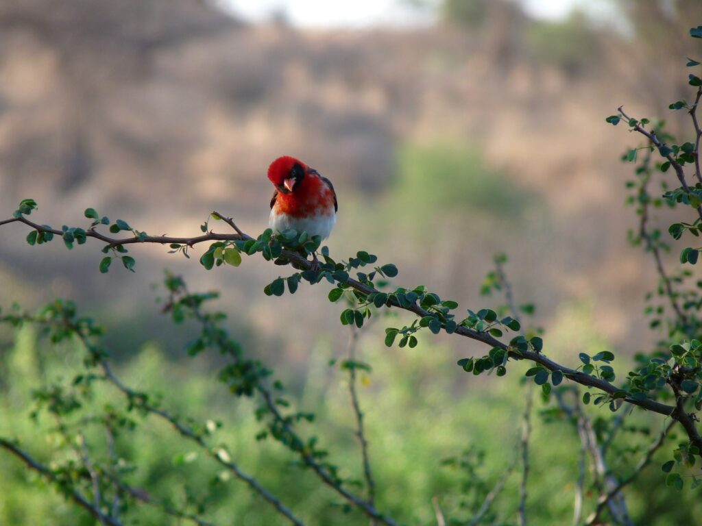 safari-tanzanie