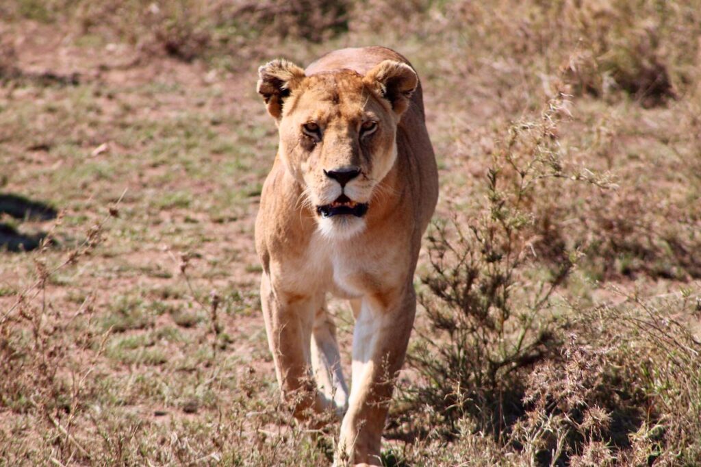 Safari Tanzanie