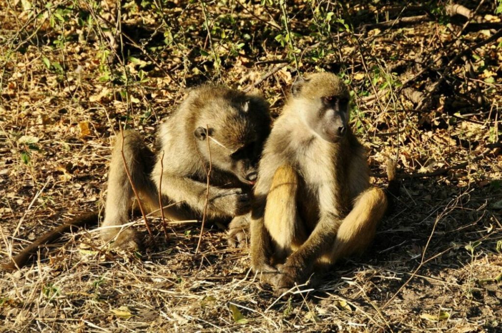singes-tanzanie