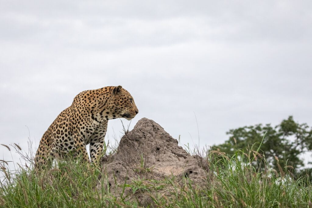 Léopard big five tanzanie safari