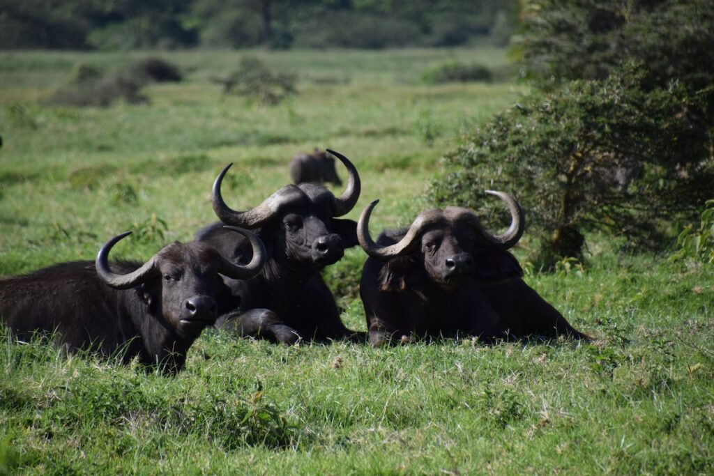 Tanzanie