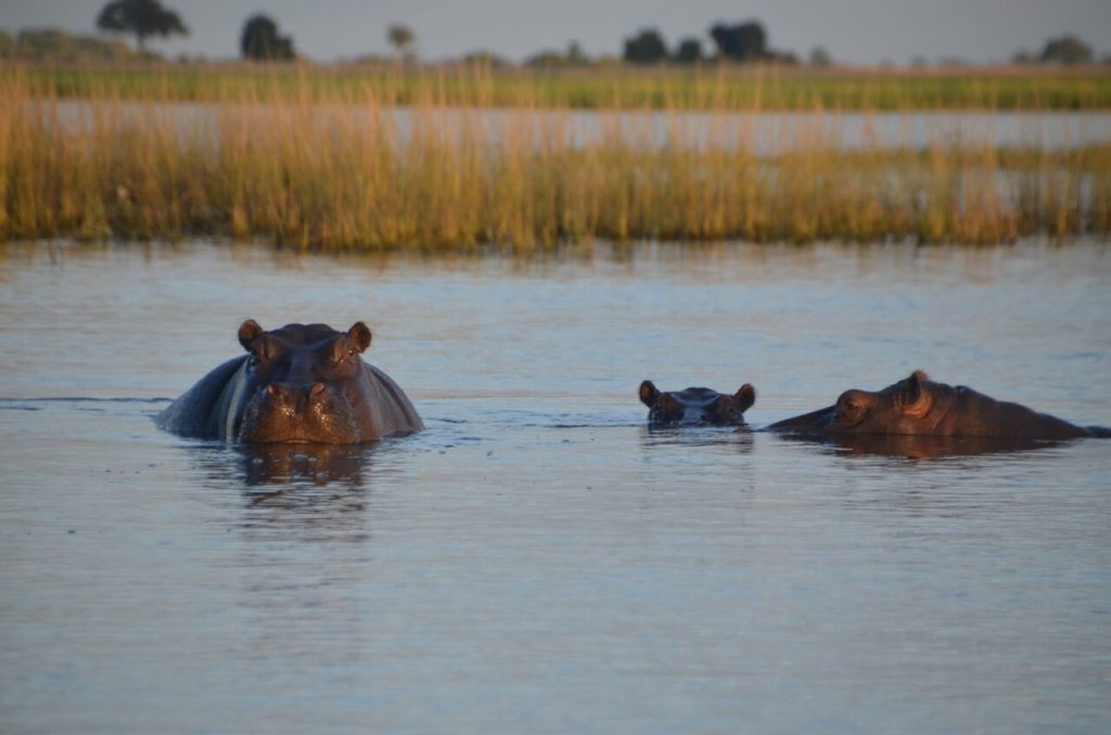 tanzanie-ou-faire-safari