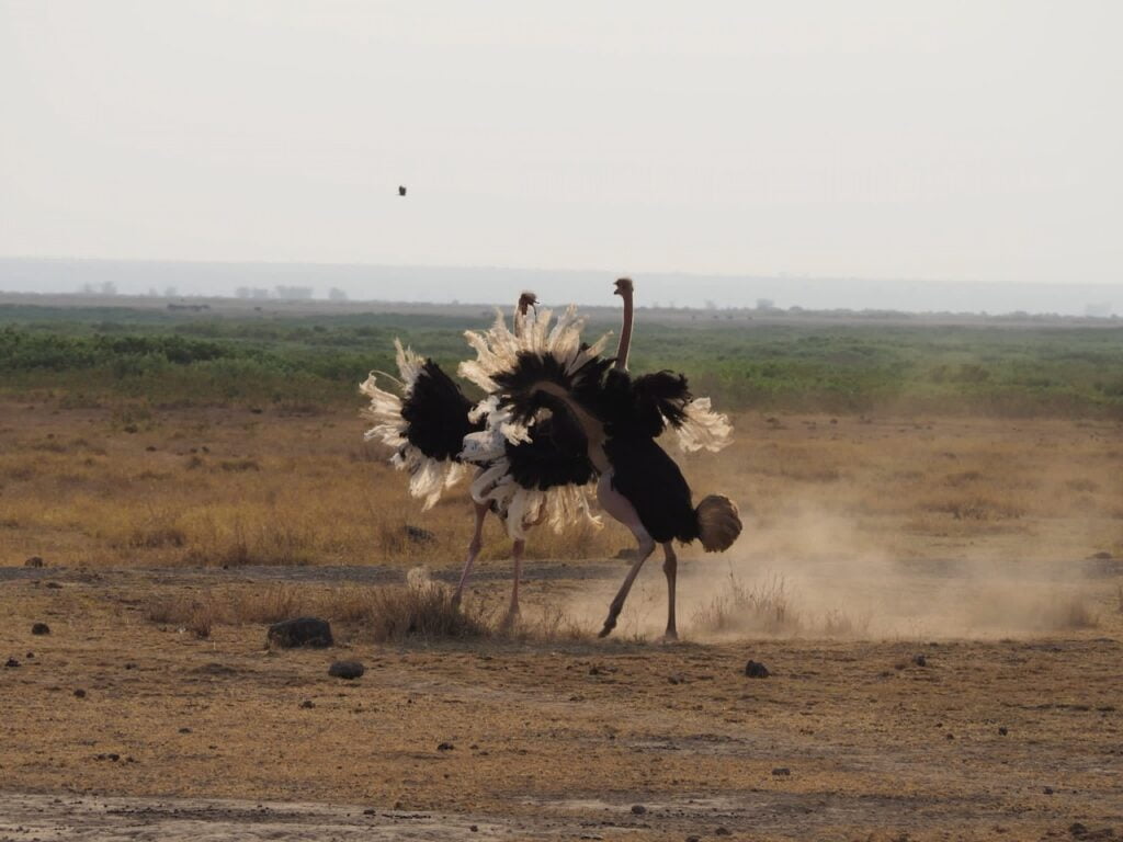 Tanzanie Safari