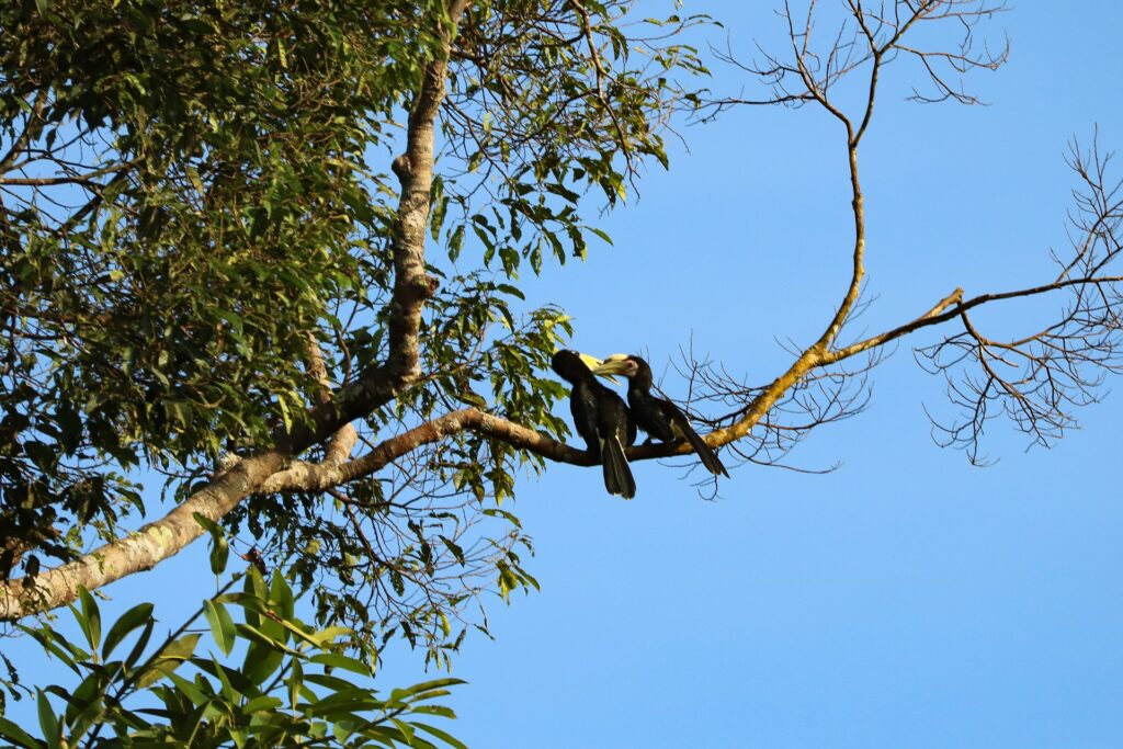 Tanzanie Safari Mkomazi