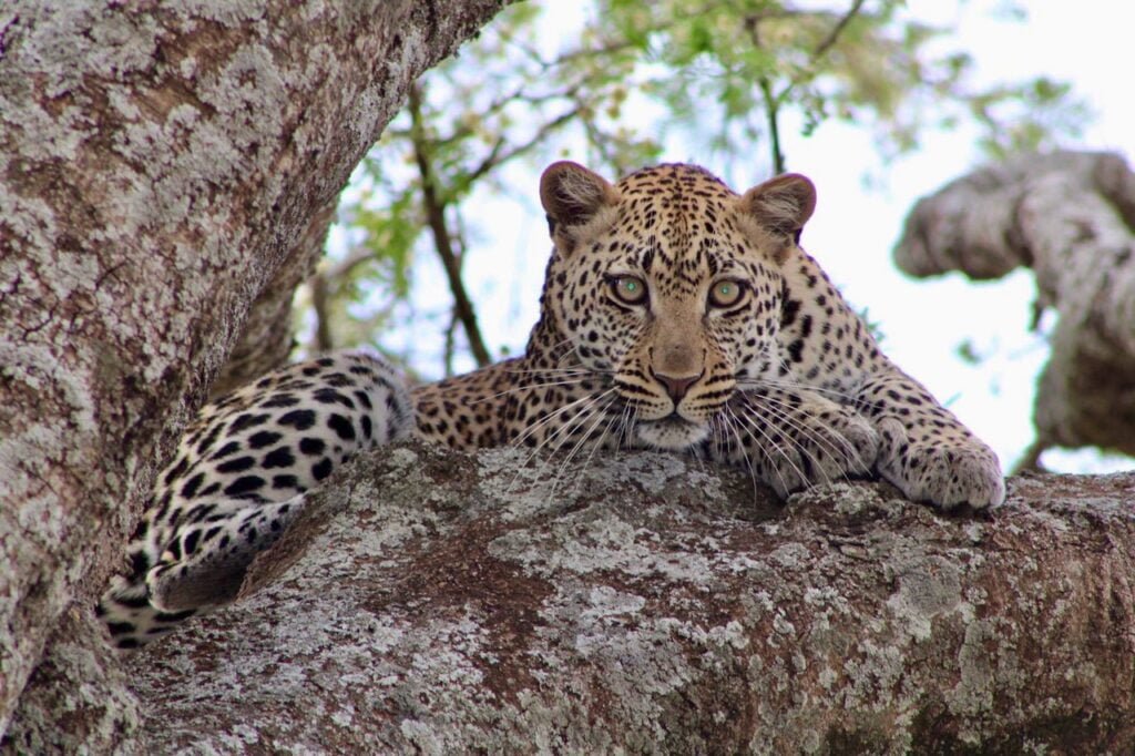 Voyage En Tanzanie
