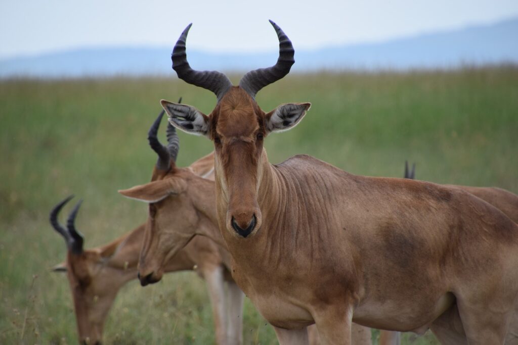 Ngorongoro Safari