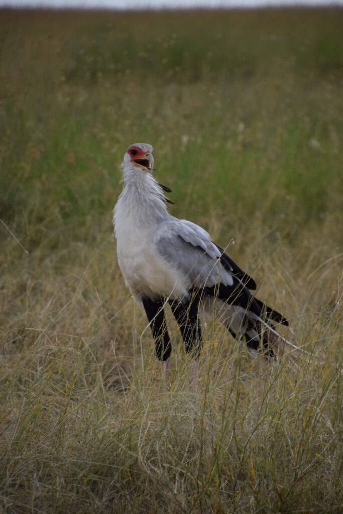 Tanzanie Safari