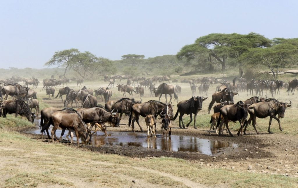 Les Animaux du Safari