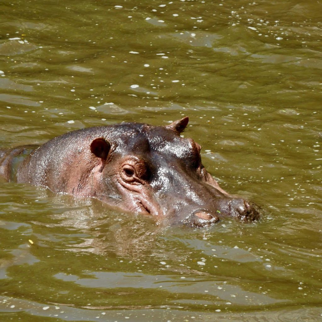 Hippopotame au lac Manyara
