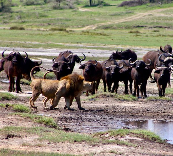 Région Ndutu