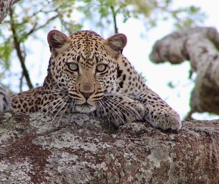 Quels animaux peut-on observer au Serengeti ?