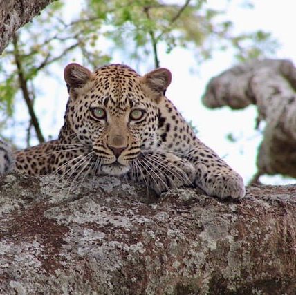 leopard serengeti