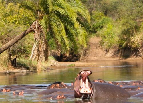 Safari Selous 3 jours