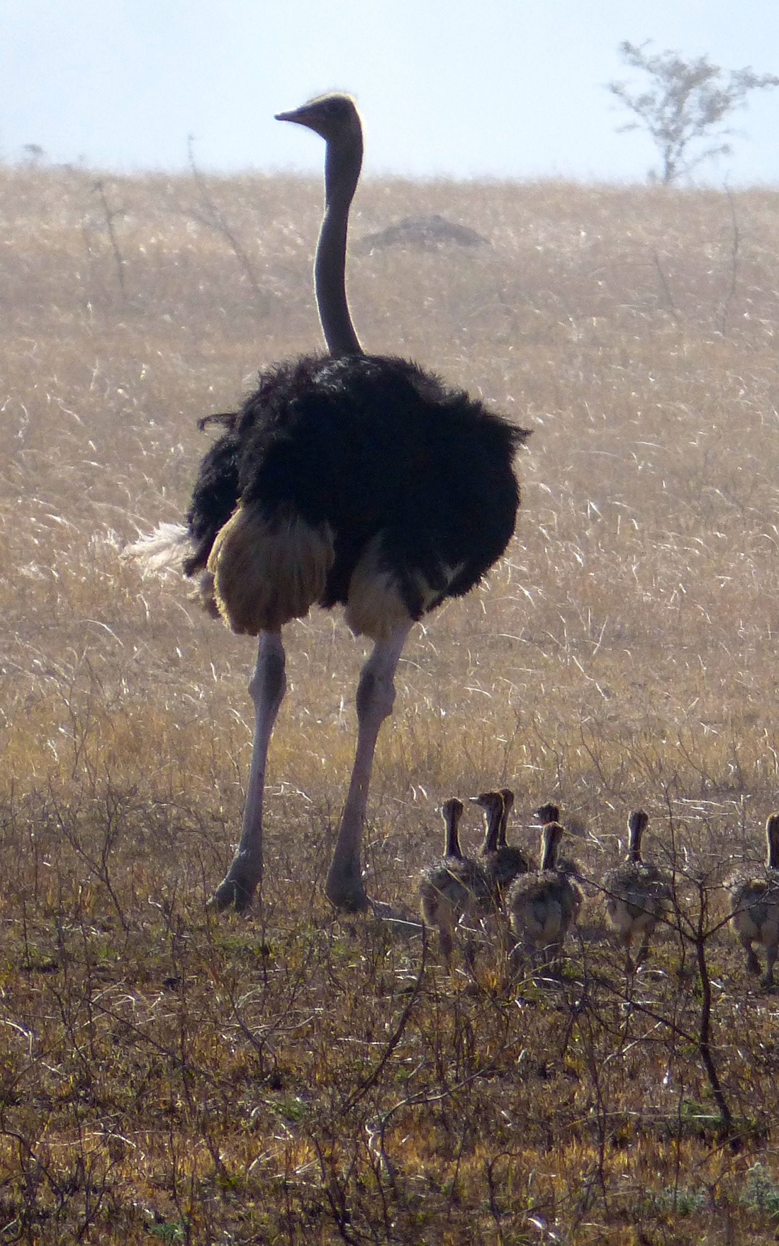 Safari Tanzanie Autruche