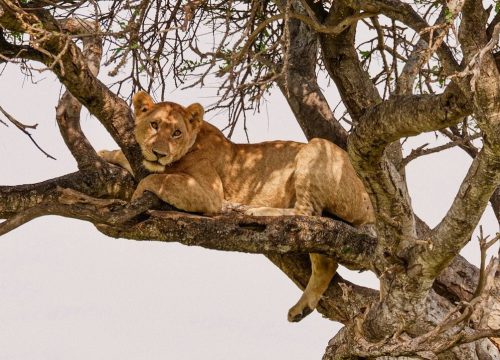 Safari Karibuni 4 jours