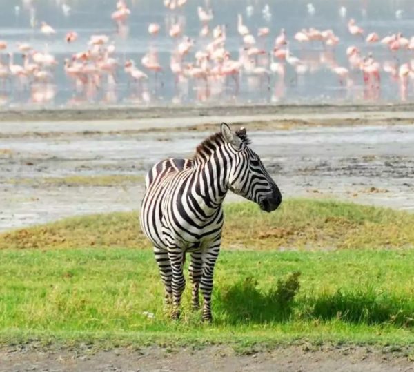 Safari