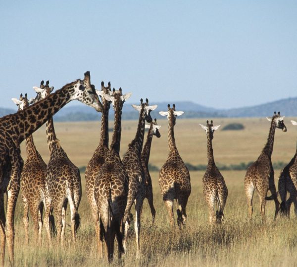 Girafes