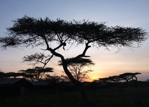 Ndutu/Serengeti Wildlands Camp