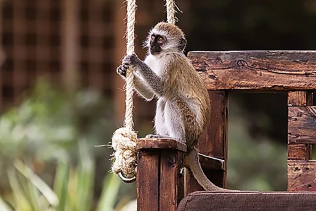 Olerai Lodge Tanzanie