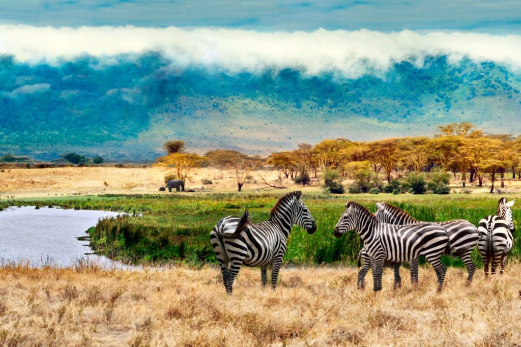 Safari Ngorongoro
