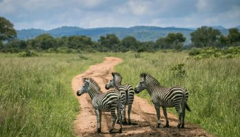 Safari groupé Karibuni