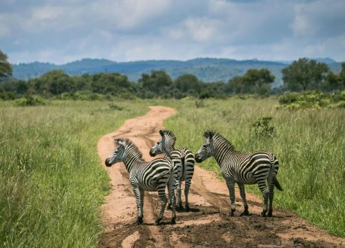 Safari groupé Karibuni